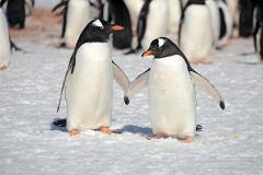 12D Two Gentoo Penguins So Happy Together On Aitcho Barrientos Island In South Shetland Islands On Quark Expeditions Antarctica Cruise.jpg